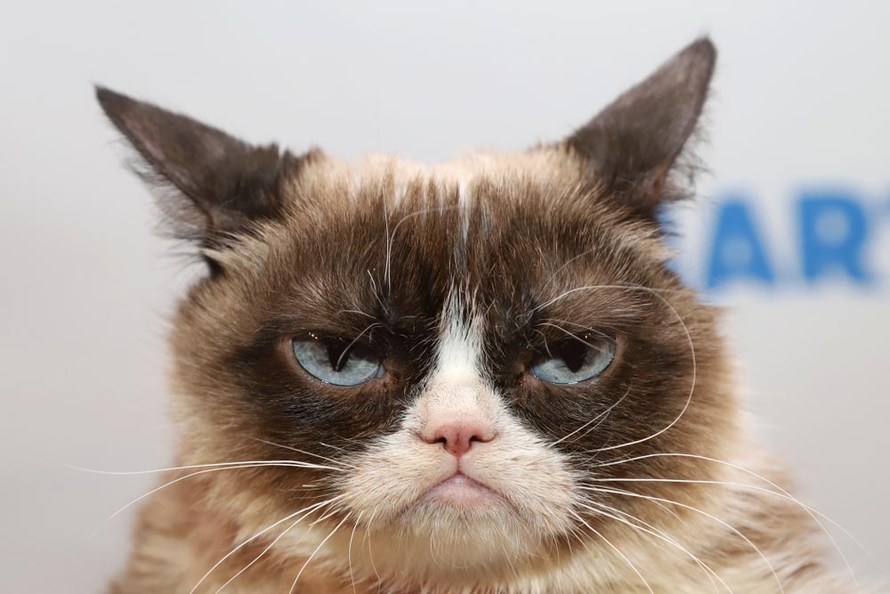 Grumpy Cat - hnědá kočka s bílou srstí, modrýma očima a typickým zamračeným výrazem