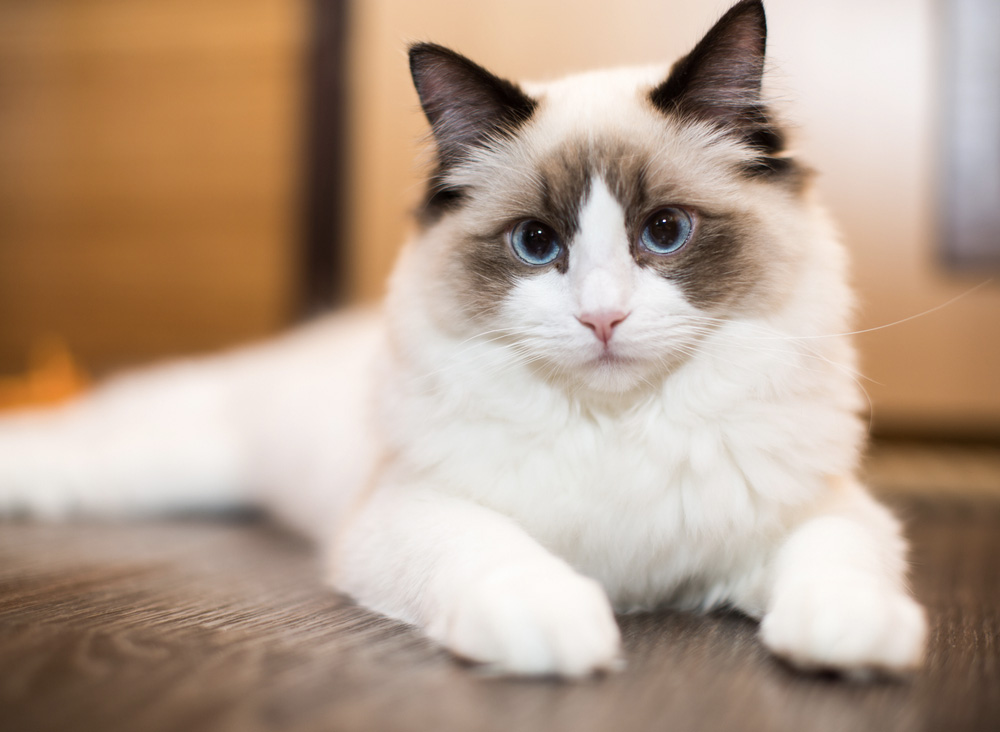 Kočka ragdoll rozvalená na podlaze. S příjemným a klidným výrazem se dívá přímo do objektivu.