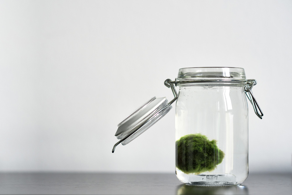 Zelená řasokoule (marimo) ve skleněné zavíratelné dóze s otevřeným víčkem