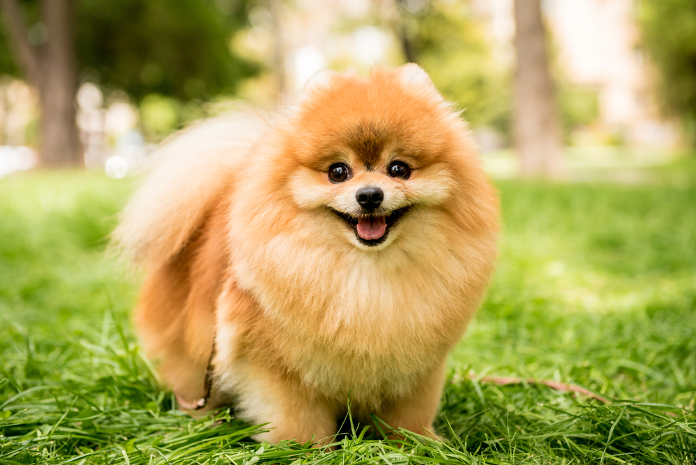 Pes pomeranian na louce. Ilustrace k článku o ceně pomeraniana